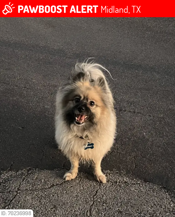 Lost Male Dog last seen Off of Graceland, near Henderson , Midland, TX 79703