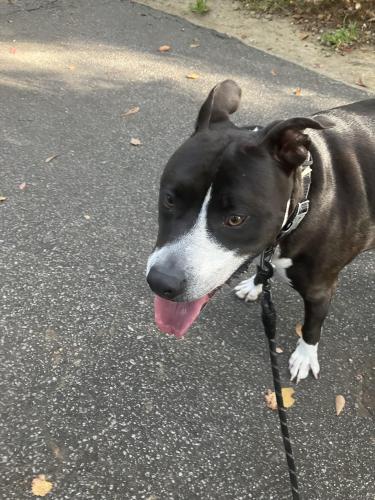 Lost Male Dog last seen Old Fort Ave and Idlewood Lane, Charleston, SC 29414