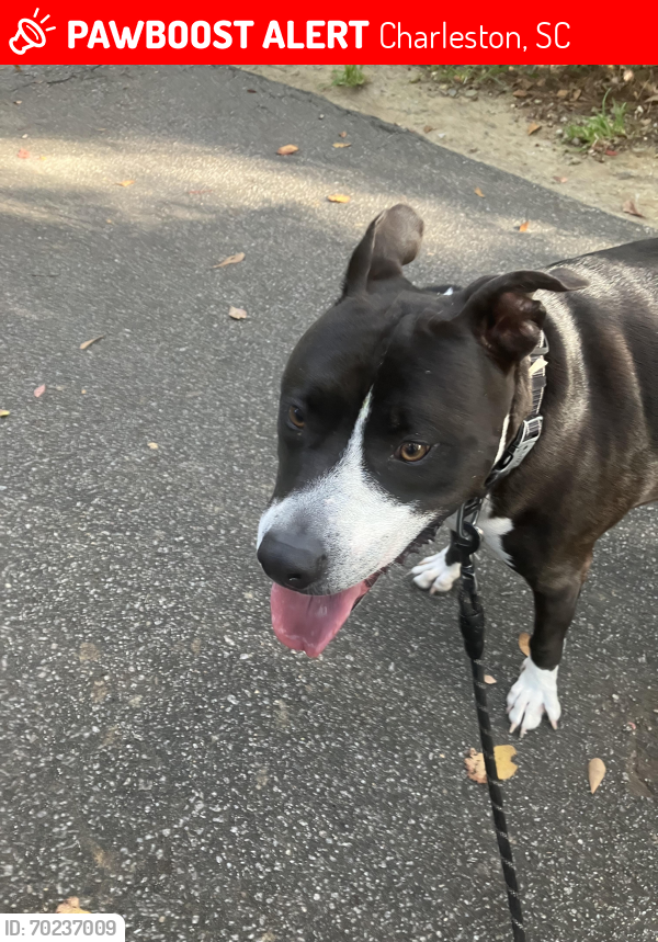 Lost Male Dog last seen Old Fort Ave and Idlewood Lane, Charleston, SC 29414