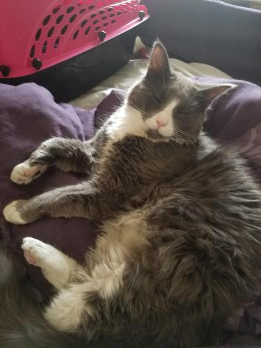 Lost Male Cat last seen 214C Ave, D, by the watertower and the dorm, Mission, SD 57555