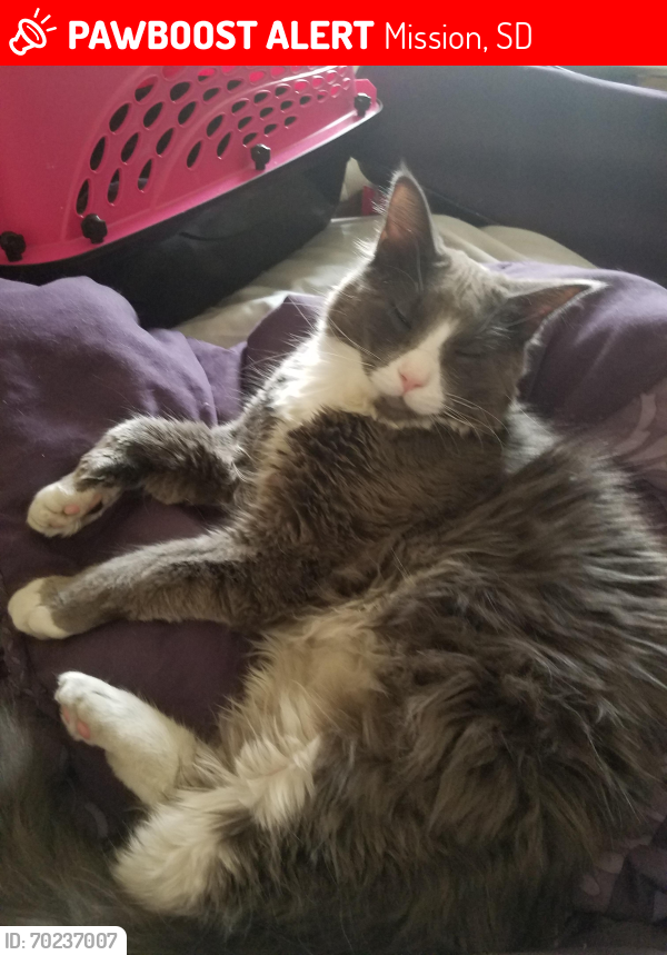 Lost Male Cat last seen 214C Ave, D, by the watertower and the dorm, Mission, SD 57555