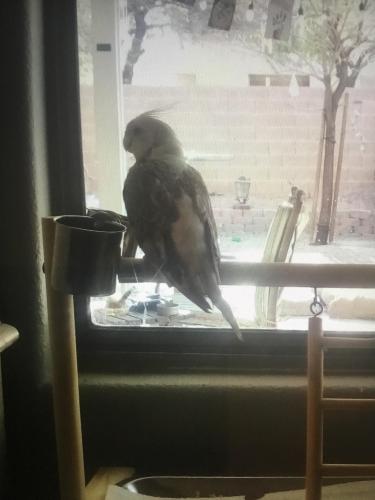 Lost Unknown Bird last seen  Corral Ribbon Ave and Lindell, Las Vegas, NV 89139
