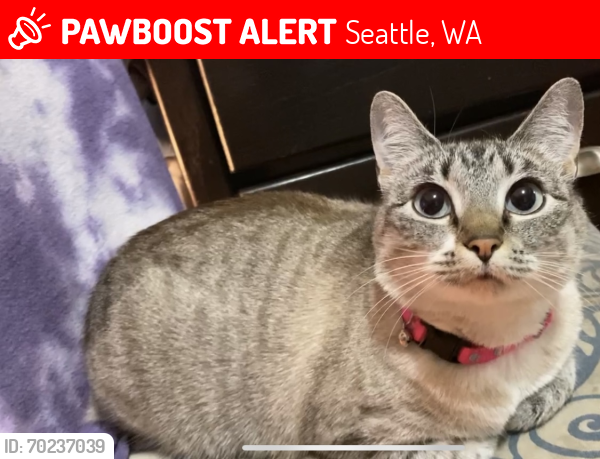 Lost Female Cat last seen Dimmitt middle school, Seattle, WA 98178