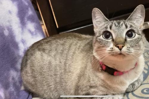 Lost Female Cat last seen Dimmitt middle school, Seattle, WA 98178