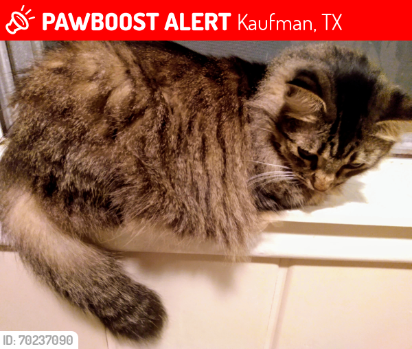 Lost Female Cat last seen Washington near Monday primary school, Kaufman, TX 75142
