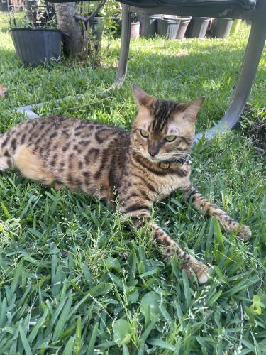 Lost Male Cat last seen Monarch Dr. , Sugar Land, TX 77479