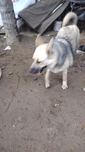 Lost Female Dog last seen Baseline and mountain Vernon San Bernardino, San Bernardino, CA 92411