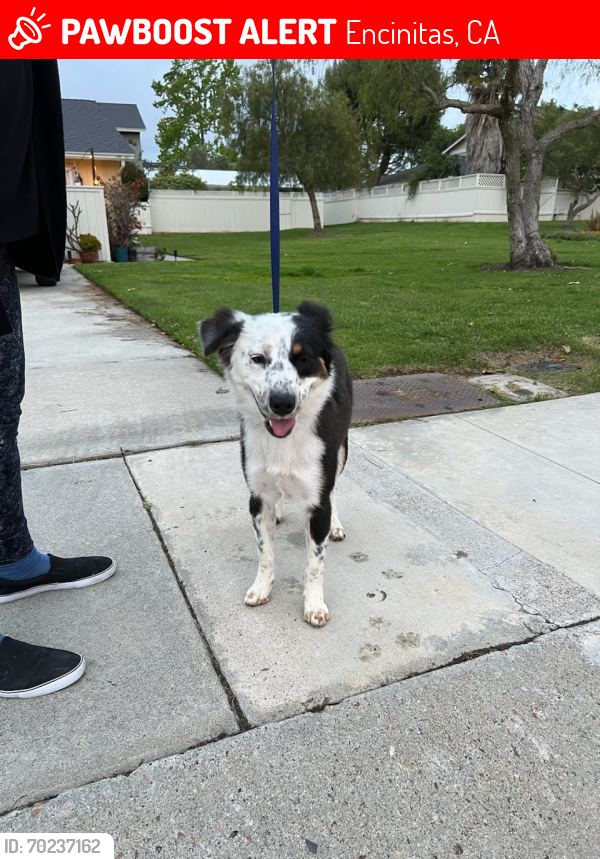 Lost Unknown Dog last seen Cottage grove lane and cottage grove drive , Encinitas, CA 92024