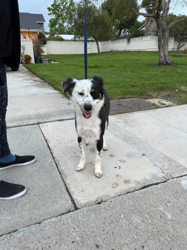 Lost Unknown Dog last seen Cottage grove lane and cottage grove drive , Encinitas, CA 92024