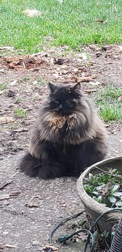 Lost Female Cat last seen Claggett Creek park , Keizer, OR 97303