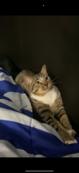 Lost Male Cat last seen Ellengale erindale, Mississauga, ON L5C
