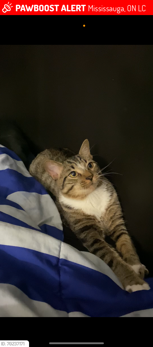 Lost Male Cat last seen Ellengale erindale, Mississauga, ON L5C