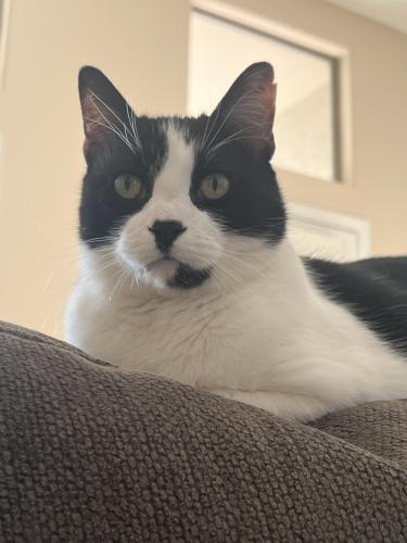 Lost Male Cat last seen 59th and cactus, Glendale, AZ 85304