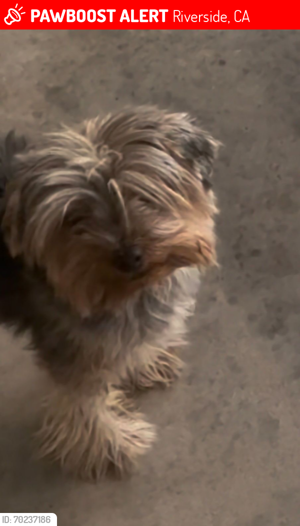 Lost Female Dog last seen Donner way/30th st, Riverside, CA 92509