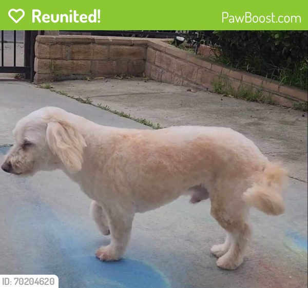 Reunited Male Dog last seen Lowe’s on Paxton, Los Angeles, CA 91340
