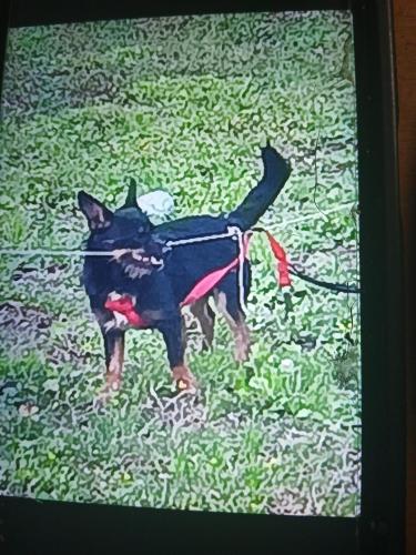 Lost Male Dog last seen Mesa Dr. And sterlingshire st. , Houston, TX 77078