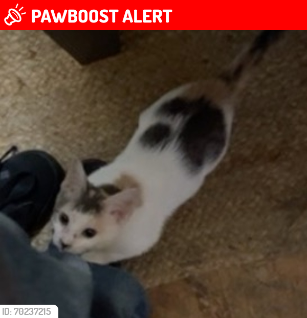 Lost Female Cat last seen mcfadden, Huntington Beach, CA 92647
