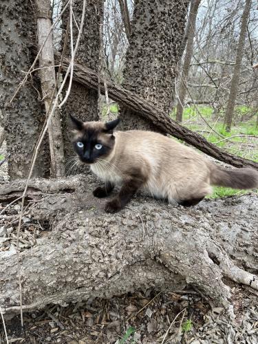Lost Male Cat last seen River Ranch on Dessau, Austin, TX 78754
