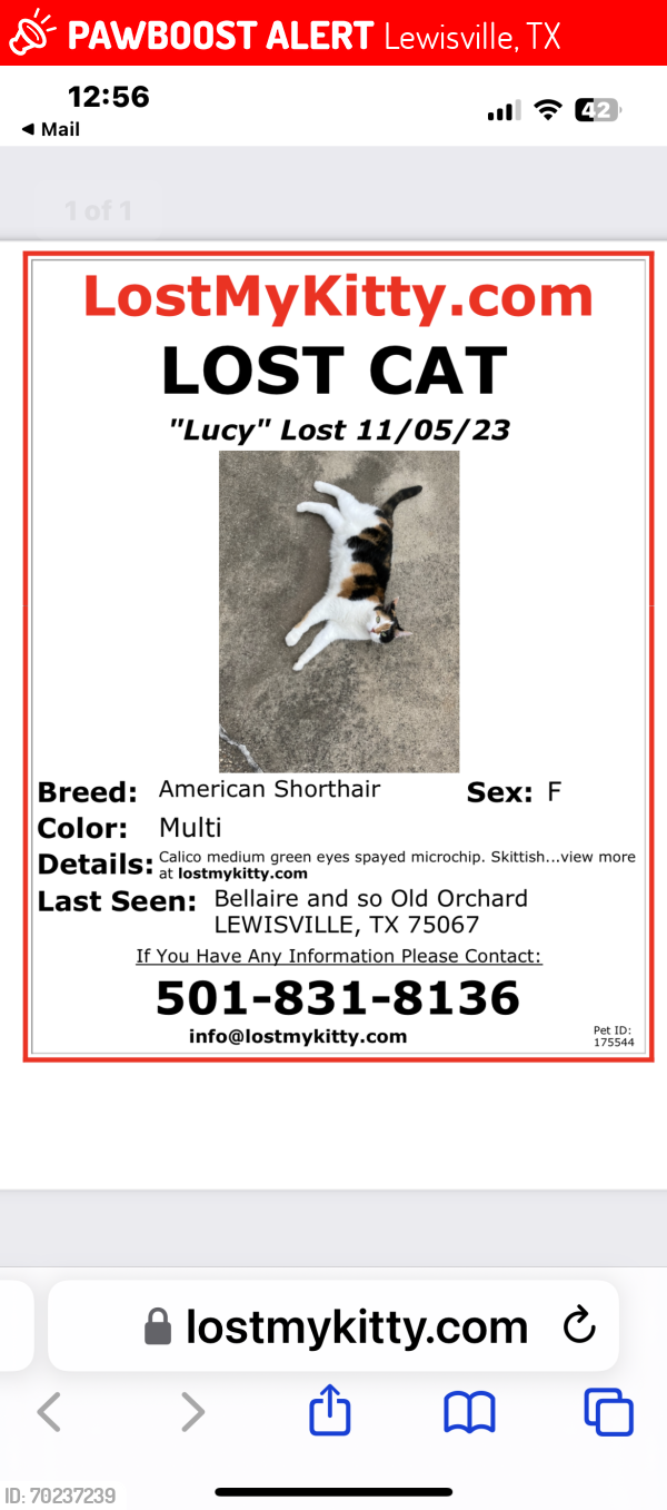 Lost Female Cat last seen Berne Lane Lewisville TX 75067, Lewisville, TX 75067