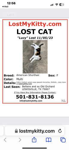 Lost Female Cat last seen Berne Lane Lewisville TX 75067, Lewisville, TX 75067