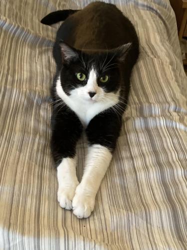Lost Female Cat last seen 128th and York Street, Lake Avery ests, Thornton, CO 80241