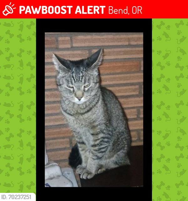 Lost Male Cat last seen Worthy Brewing, NE Bend Oregon, Bend, OR 97701