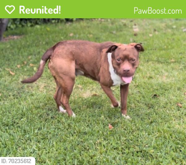 Reunited Female Dog last seen Foster Rd and Bellflower Blvd running towards Imperial. Downey or Bellflower, Bellflower, CA 90706