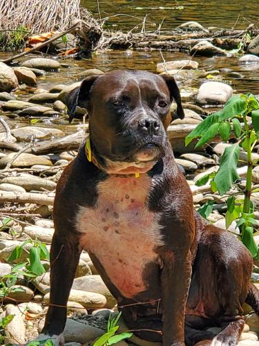 Lost Female Dog last seen Cosby highway/wilton springs , Newport, TN 37821