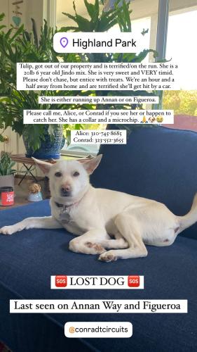 Lost Female Dog last seen Annan Way and N Figueroa St, Los Angeles, CA 90042