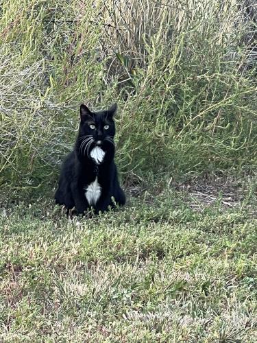 Lost Male Cat last seen Near s redwood road, Bluffdale, UT 84065
