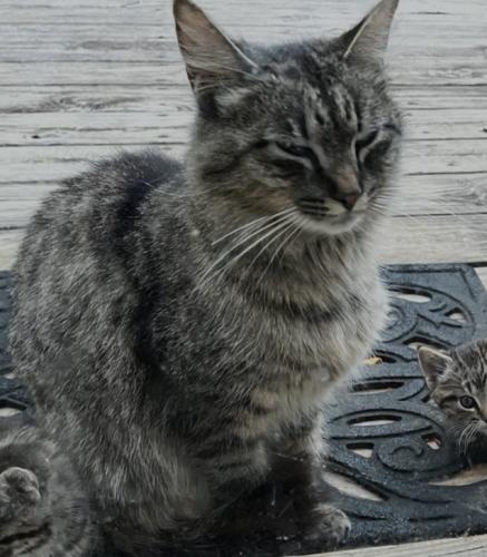 Lost Female Cat last seen Near Windy Gap Elementary., Hardy, VA 24101
