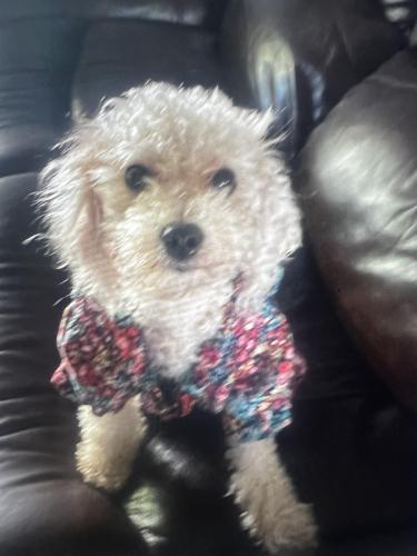 Lost Female Dog last seen Dollar General, Town and Country John F Kennedy, Beltway 8, Houston, TX 77032