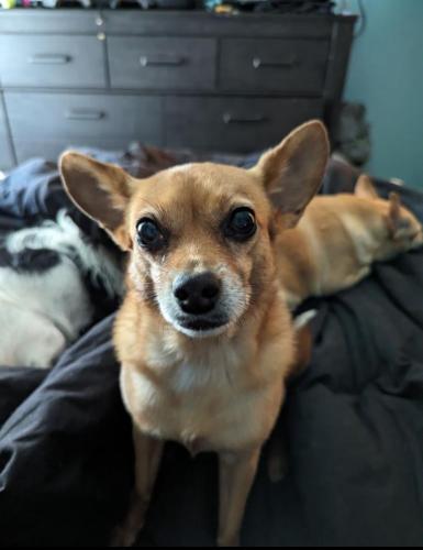 Lost Female Dog last seen Armacost st & viewcrest st, San Diego, CA 92114