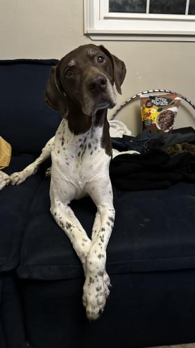 Lost Male Dog last seen 64th and Sheridan, Arvada, CO 80003