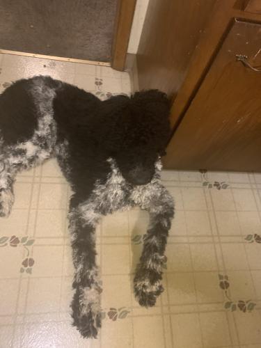 Lost Male Dog last seen Turney rd and grand division , Garfield Heights, OH 44125