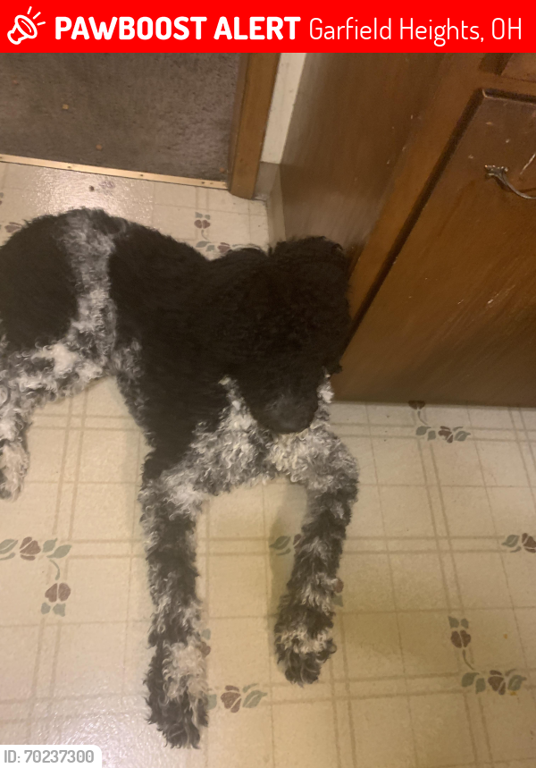 Lost Male Dog last seen Turney rd and grand division , Garfield Heights, OH 44125