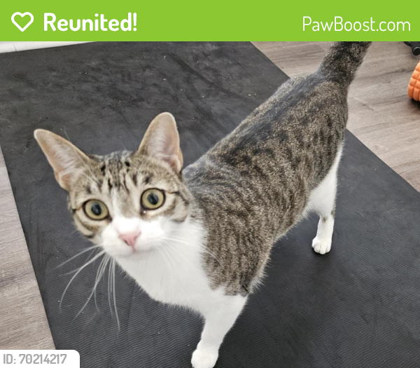 Reunited Male Cat last seen Park vista and Yellowstone trail, Fort Worth, TX 76137