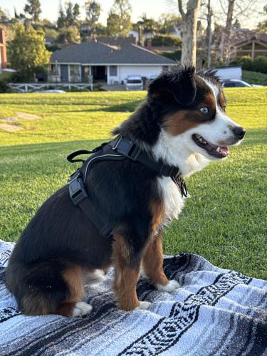 Lost Male Dog last seen Carlson and Campus (Irvine), Irvine, CA 92612