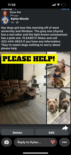 Lost Female Dog last seen Odessa, Odessa, TX 79761