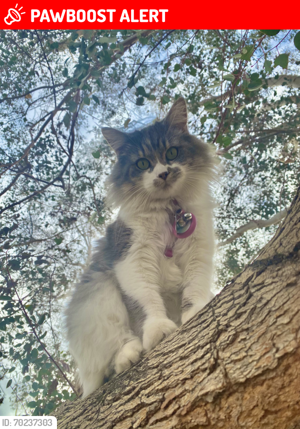 Lost Female Cat last seen Oasis Ave and Cactus Dr, Twentynine Palms, CA 92277