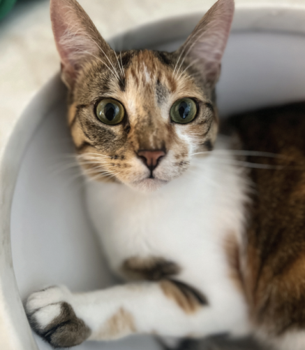 Lost Female Cat last seen Hollywood hills/ Beverly Hills, Beverly Hills, CA 90210