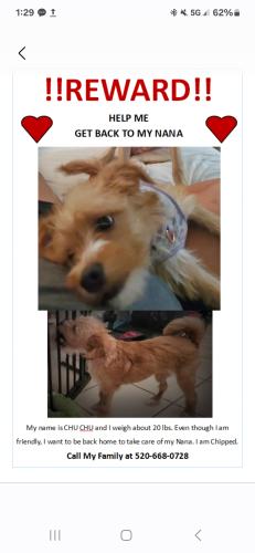 Lost Female Dog last seen Valencia rd and Santa Clara, Tucson, AZ 85756