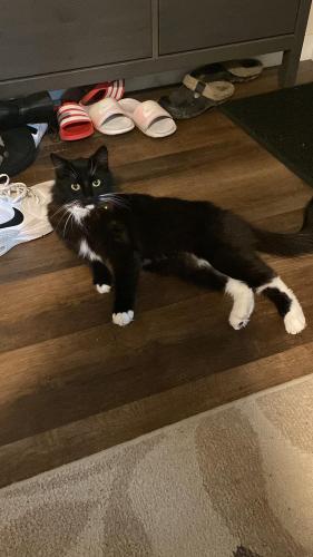 Lost Female Cat last seen 20th ST SE off Mill and State ST , Salem, OR 97302
