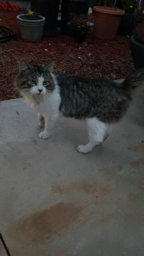 Found/Stray Male Cat last seen Bolsa/Edwards, Huntington Beach, CA 92647