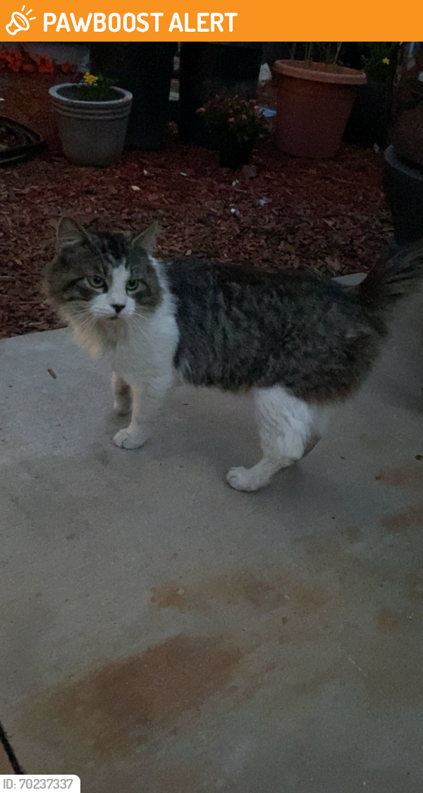 Found/Stray Male Cat last seen Bolsa/Edwards, Huntington Beach, CA 92647
