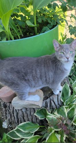 Lost Male Cat last seen Near S Spencer Rd, New Lenox, IL 60451