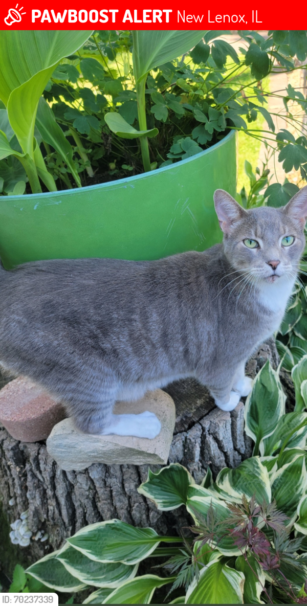 Lost Male Cat last seen Near S Spencer Rd, New Lenox, IL 60451