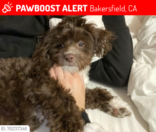 Lost Male Dog last seen Oswell street, Bakersfield, CA 93307