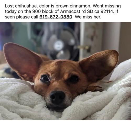 Lost Female Dog last seen Lemon grove, San Diego, CA 92114