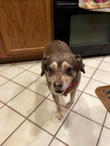 Lost Male Dog last seen 83rd Ave and Thunderbird Rd, Peoria, AZ 85381